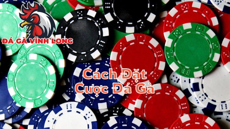 Cách Đặt Cược Đá Gà Khi Xem Trực Tiếp Tại Vĩnh Long
