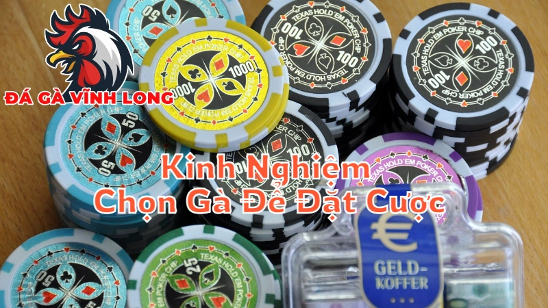 Kinh Nghiệm Chọn Gà Để Đặt Cược Trong Trận Đấu Trực Tiếp