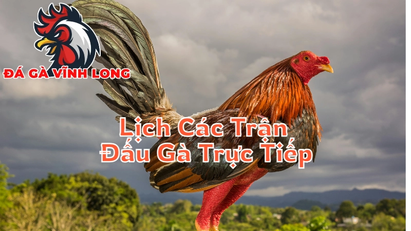 Lịch Trình Các Trận Đấu Gà Trực Tiếp Tại Vĩnh Long