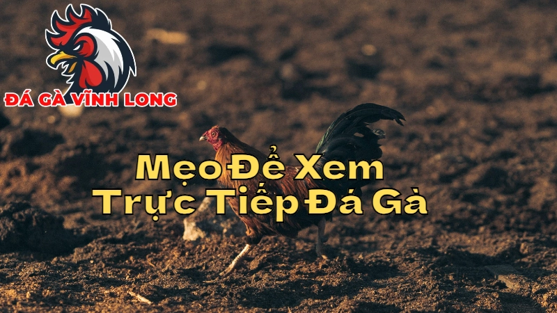 Mẹo Để Xem Trực Tiếp Đá Gà Vĩnh Long Không Bỏ Lỡ Trận Nào