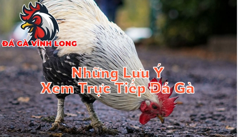 Những Lưu Ý Khi Xem Trực Tiếp Đá Gà Cho Người Mới Tại Vĩnh Long