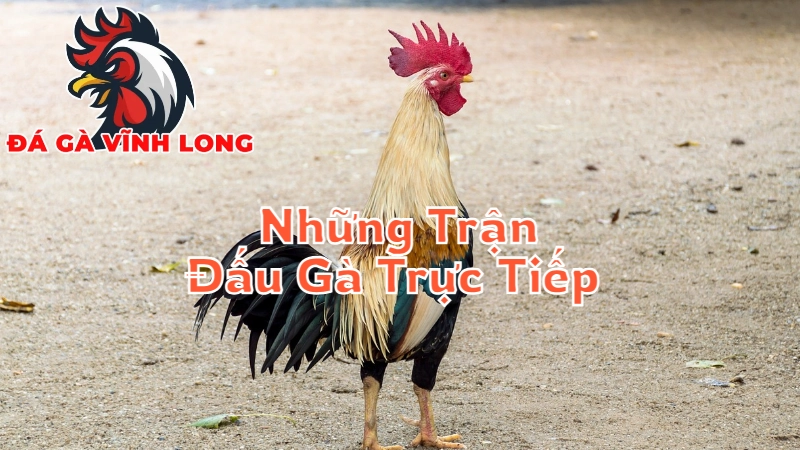 Những Trận Đấu Gà Trực Tiếp Hấp Dẫn Nhất Hôm Nay Tại Vĩnh Long
